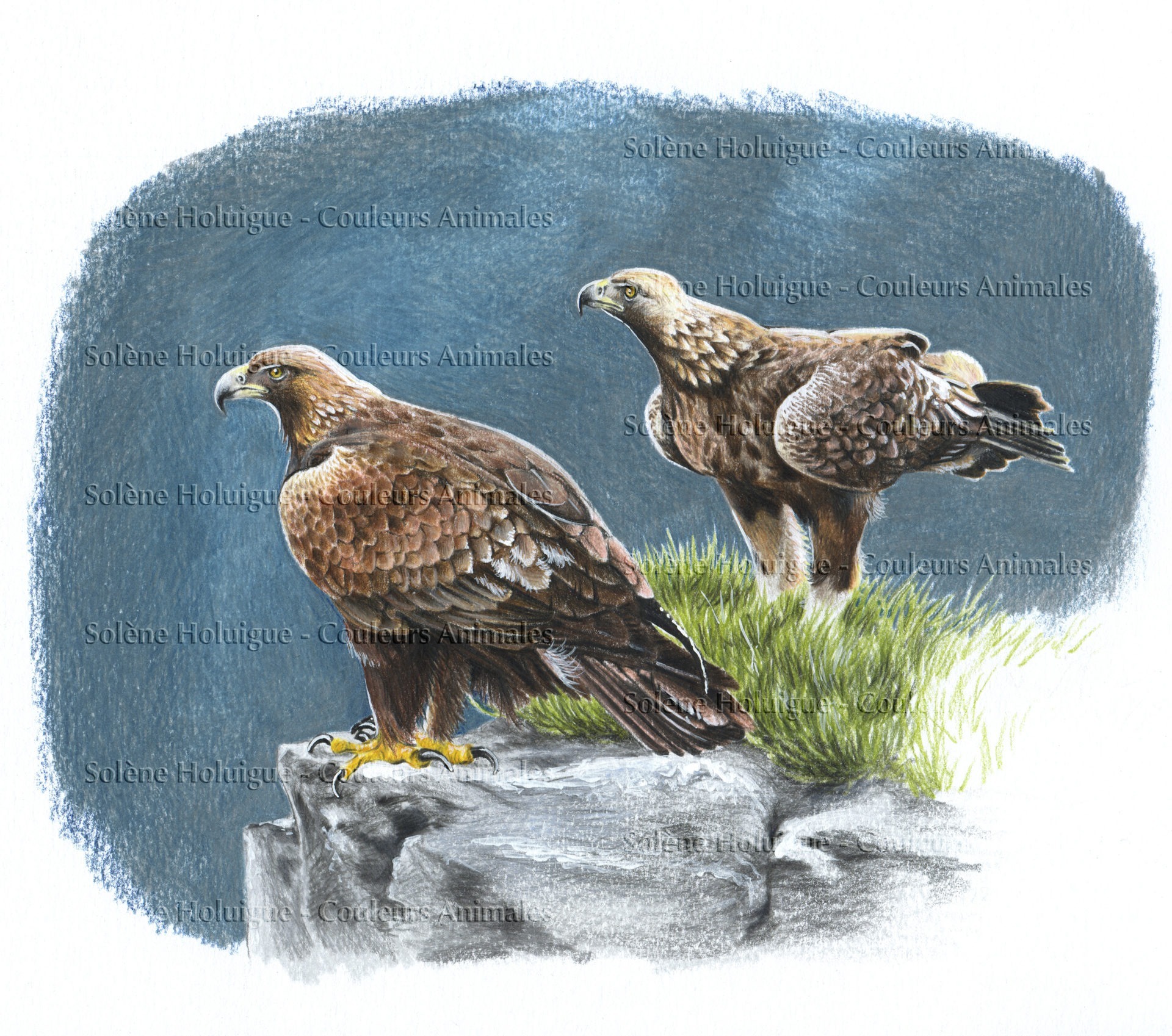 dessin animalier professionnel de deux aigles royaux