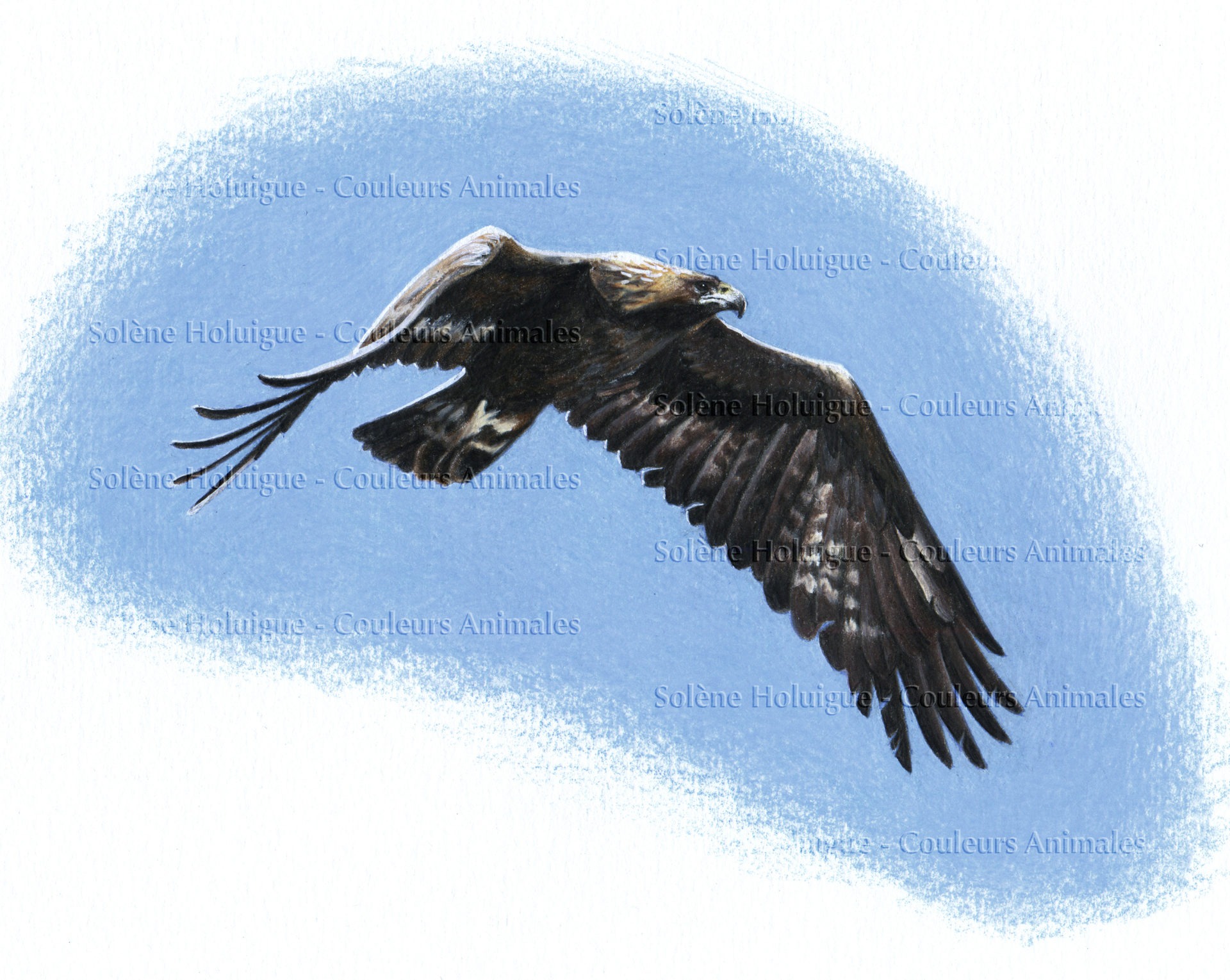 dessin animalier professionnel d'un aigle en vol