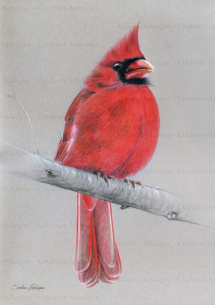 Portrait d'oiseaux du monde - le cardinal