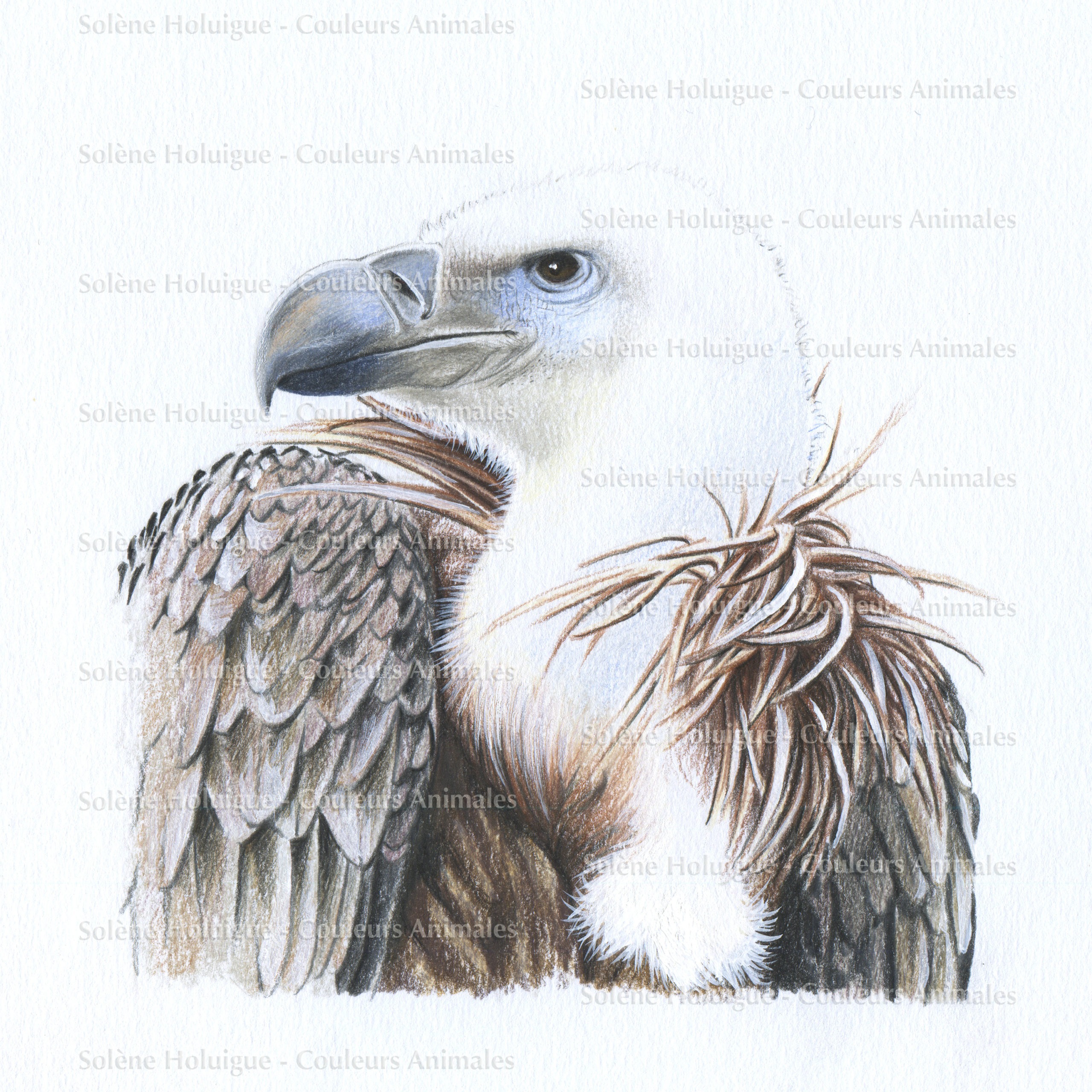 dessin animalier professionnel d'un vautour fauve