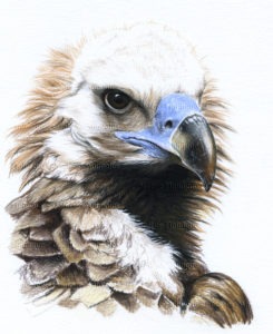 dessin animalier professionnel d'un vautour moine