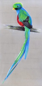 Portrait d'oiseaux du monde - le quetzal resplendissant