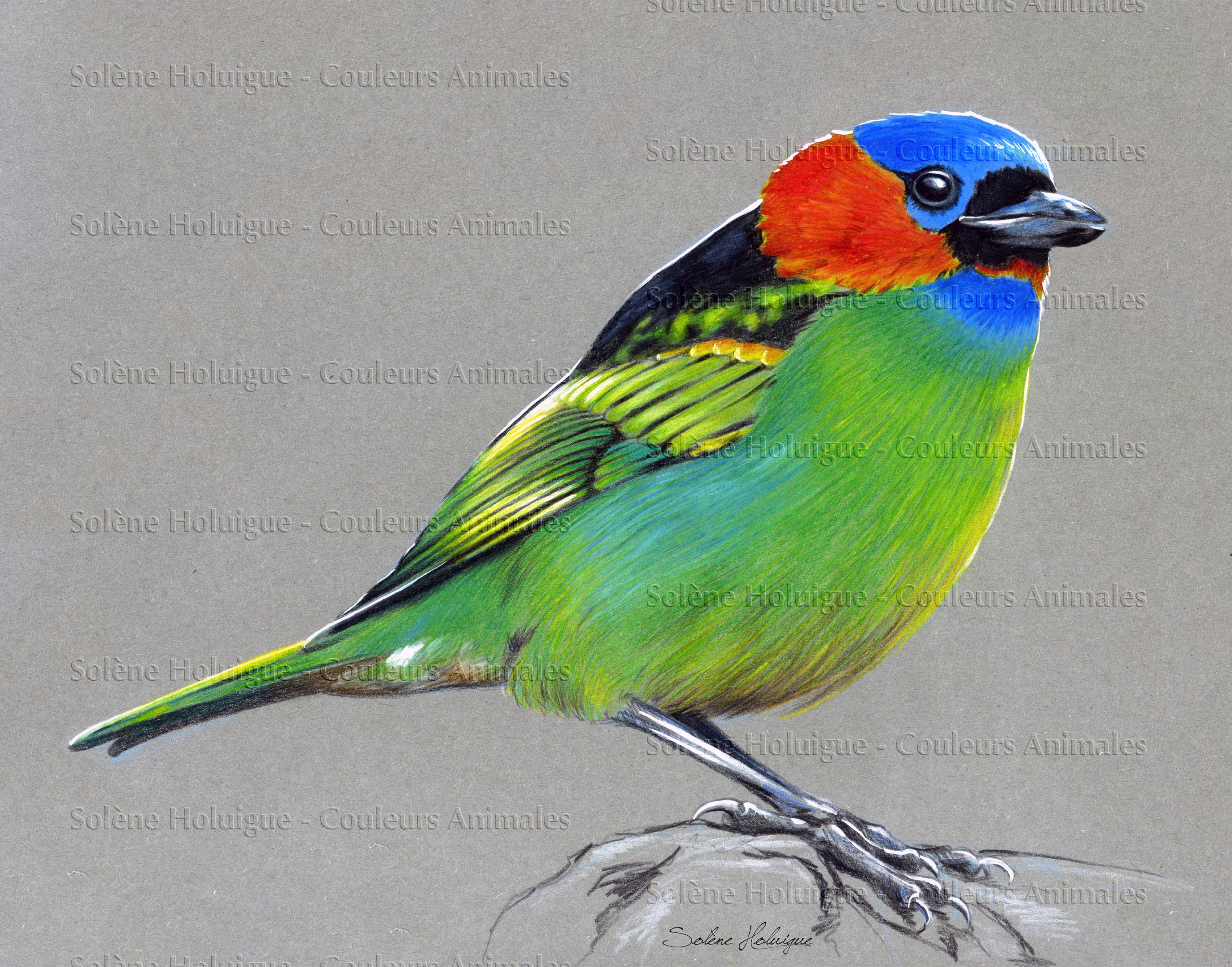 Les Dessins Des Oiseaux Du Monde Couleurs Animales Les Dessins Des Oiseaux Du Monde Couleurs Animales