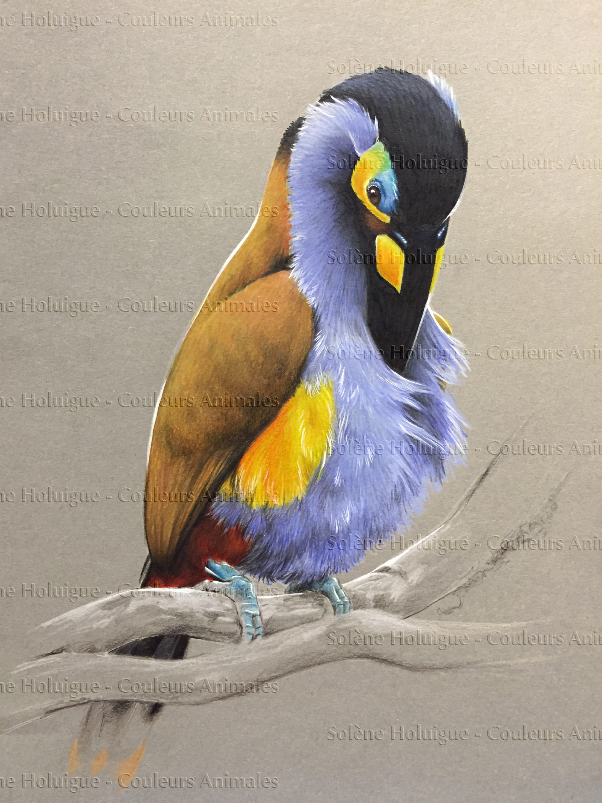 Portrait d'oiseaux du monde - le toucan montagnard