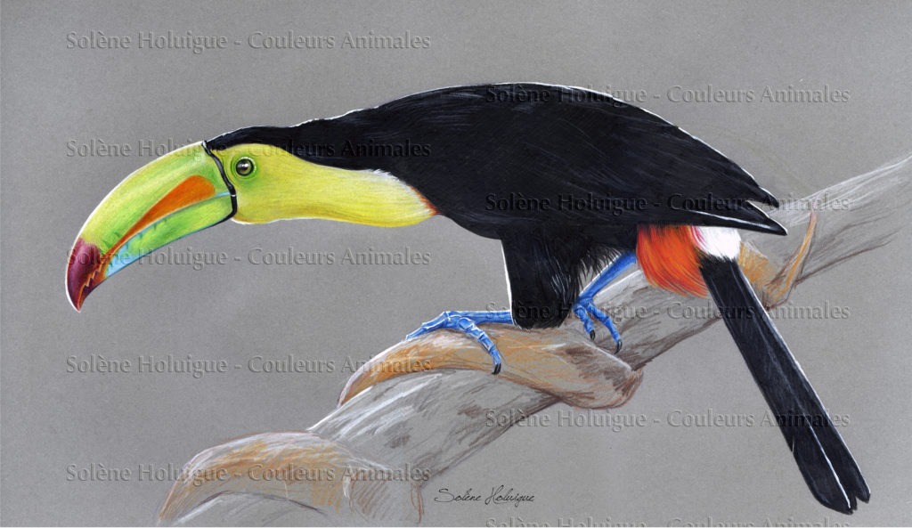 Portrait d'oiseaux du monde - le toucan à carène