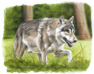 raconte-moi les animaux des Pyrénées - le loup de fin d'été