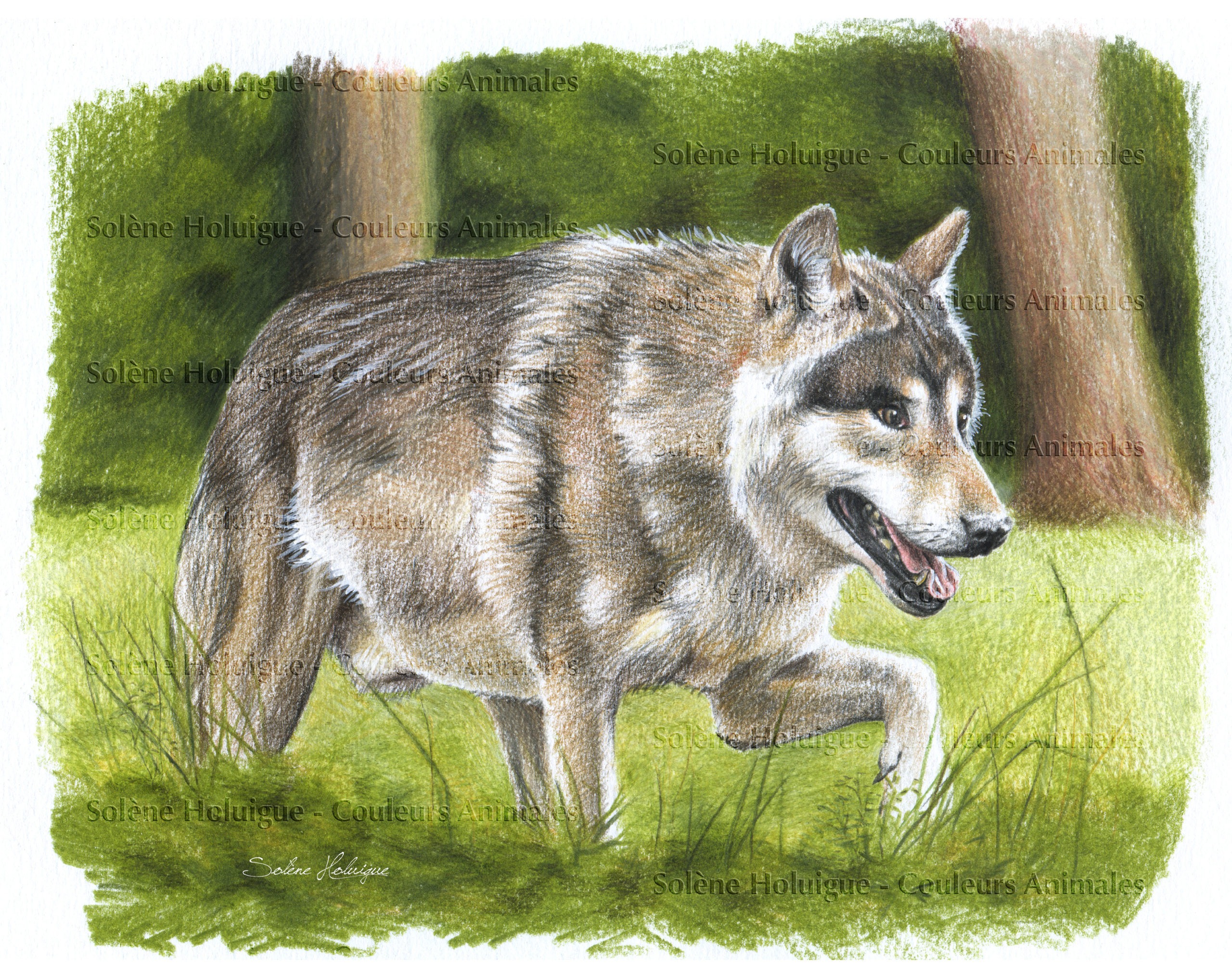 raconte-moi les animaux des Pyrénées - le loup de fin d'été