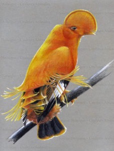 Portrait d'oiseaux du monde - le coq de roche orange