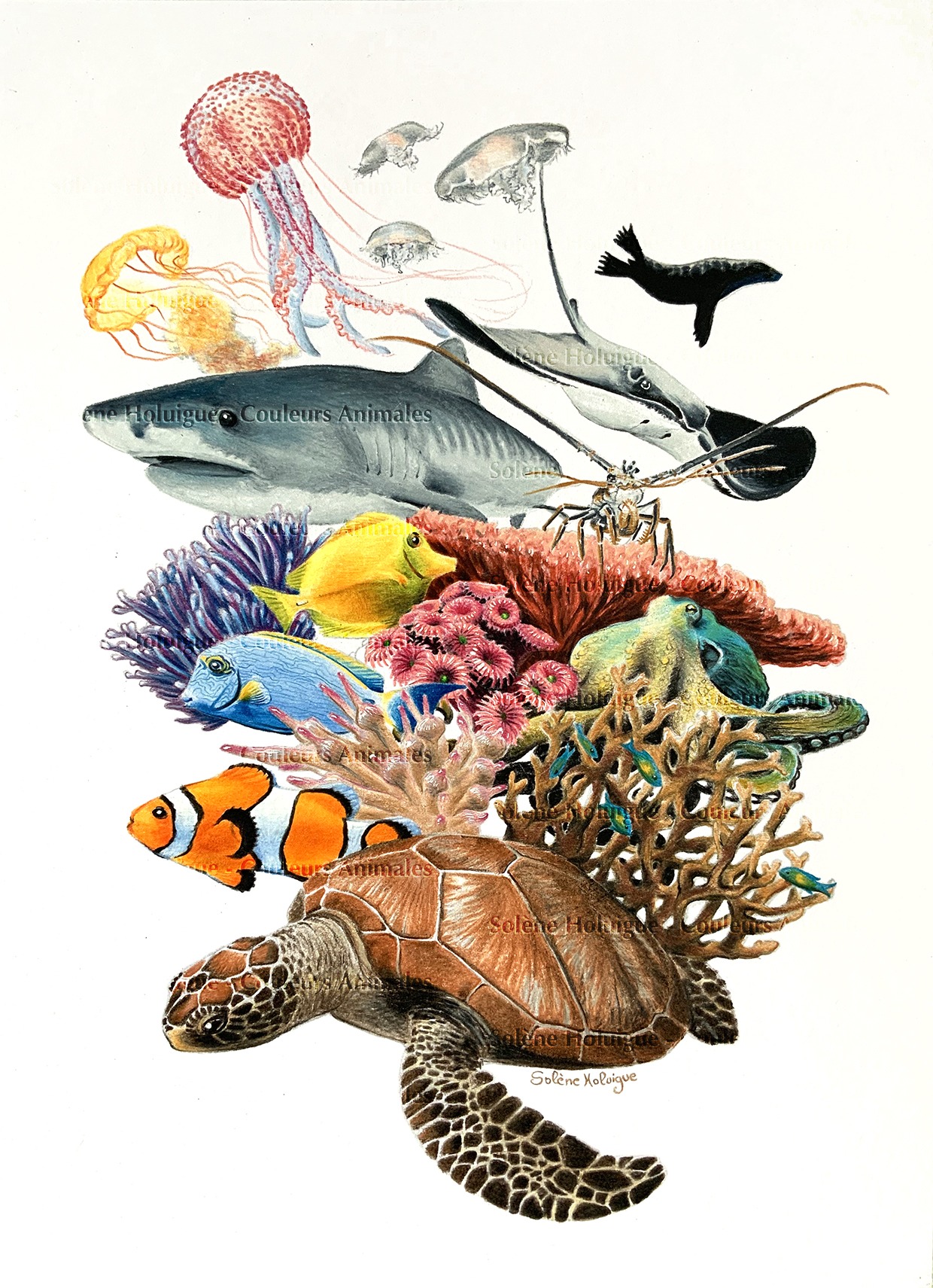 dessin traditionnel ou numérique - crayon animaux des aquarium